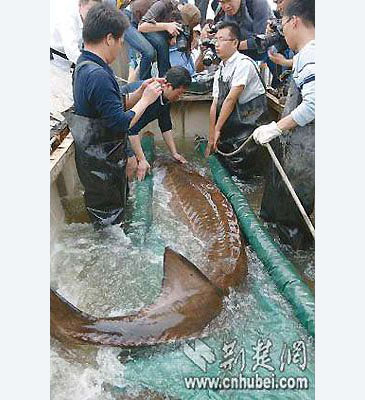 47_CNS Hubei_Chinese Sturgeon_Acipenser sinensis.jpg